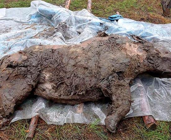 Best Preserved Ice Age Woolly Rhino Discovered in Siberia
