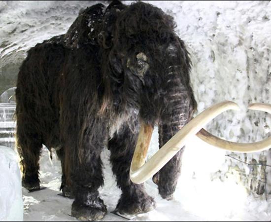 A woolly mammoth inside a permafrost cave in Yakutsk. 