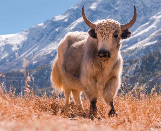 An aristocrat's Robe shows the dragon with 5 claws. (Tibet Metropolitan Museum of Art/CC0)
