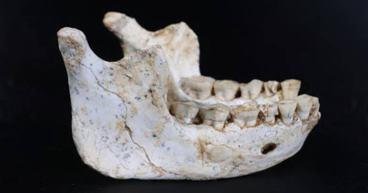 Mandible fossil discovered at Grotte à Hominidés 