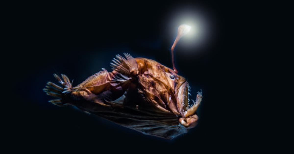 Deep sea fish, the type imagined to be found in the Mariana Trench