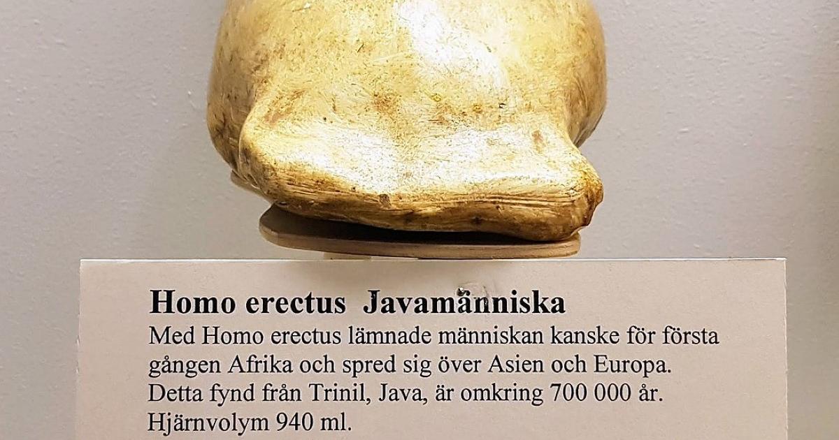 Homo erectus Java man skull