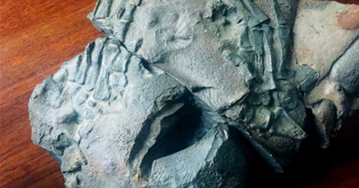 The 130-million-year-old fossil. 