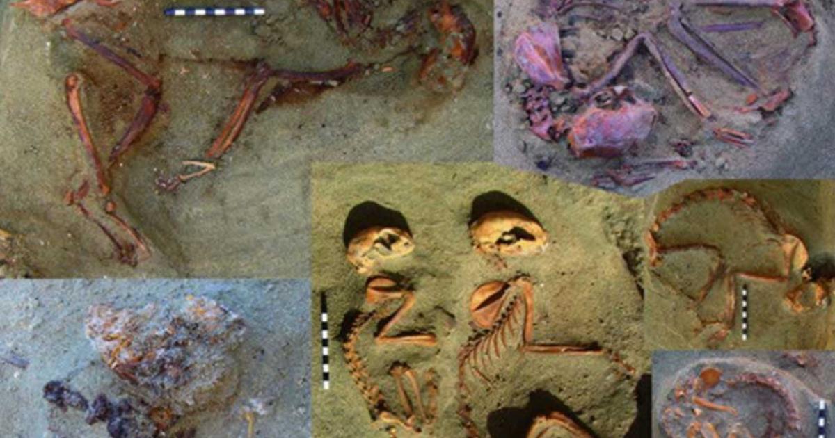 Some of the remains of ancient Egyptian pets unearthed in Berenike.