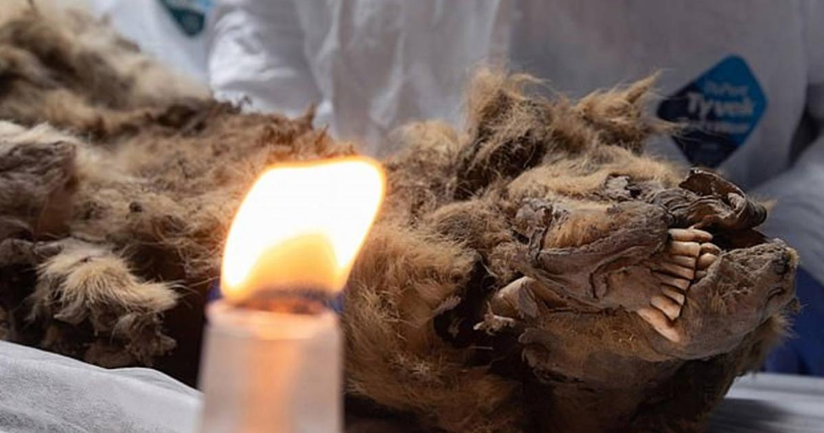 Close up of the 44,000-year-old wolf from Siberia. 