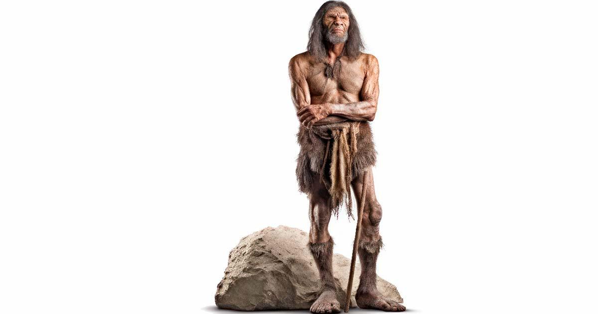 An AI illustration of a Neanderthal (archaic human) isolated on white background. Source: Bartek/Adobe Stock
