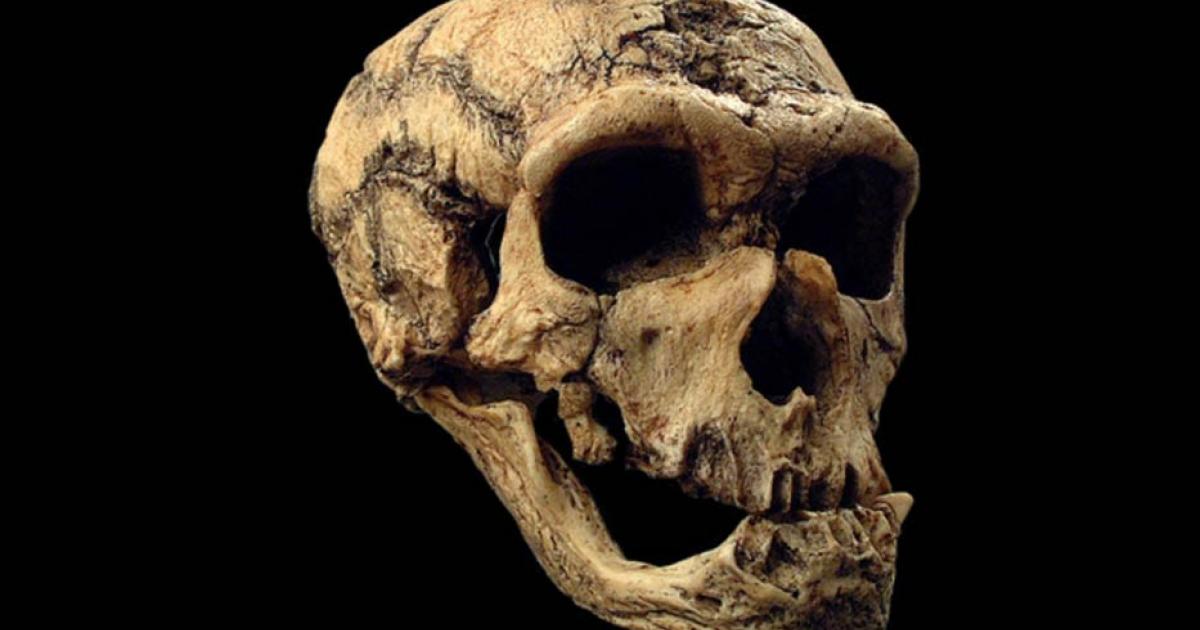 50,000-year-old Skull