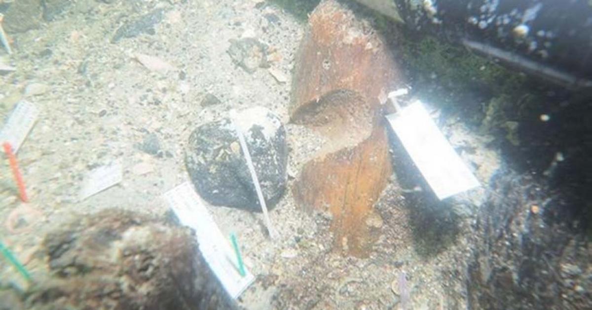 Carved stake found at Manasota Key Offshore archaeological site in the Gulf of Mexico, near Venice, USA. 