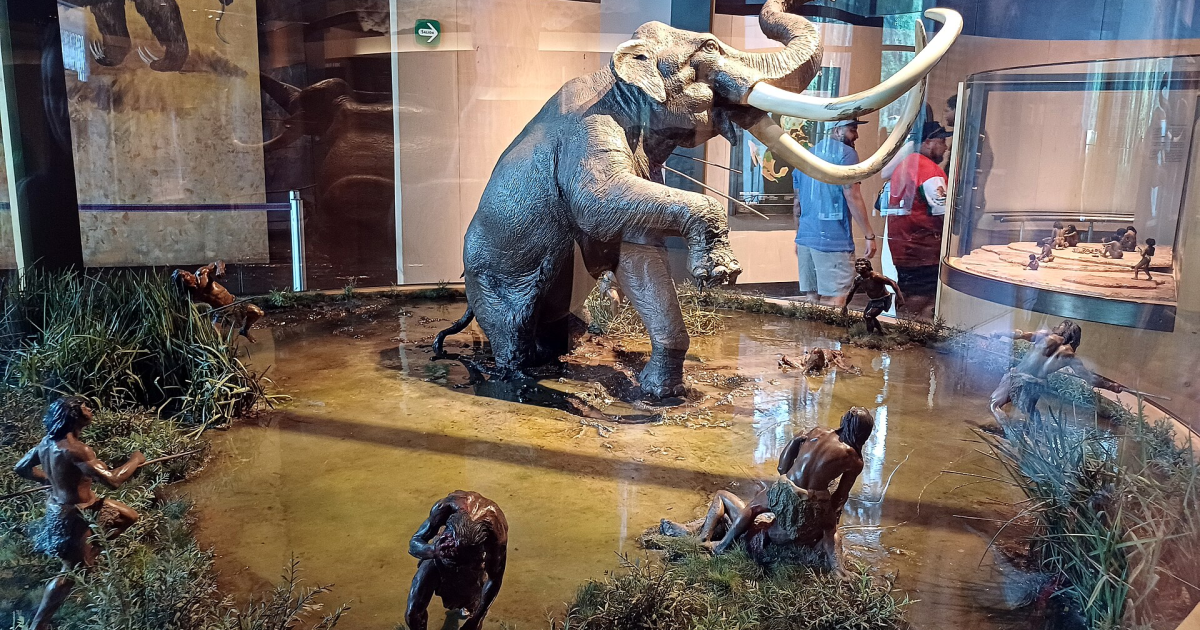 A museum reconstruction depicts Paleoindian hunters surrounding a Columbian mammoth during the Late Ice Age. Archaeological discoveries across North America suggest mammoths provided meat, fat, hides, ivory, and bone, making them among the most valuable resources for some of the continent's earliest hunter-gatherers
