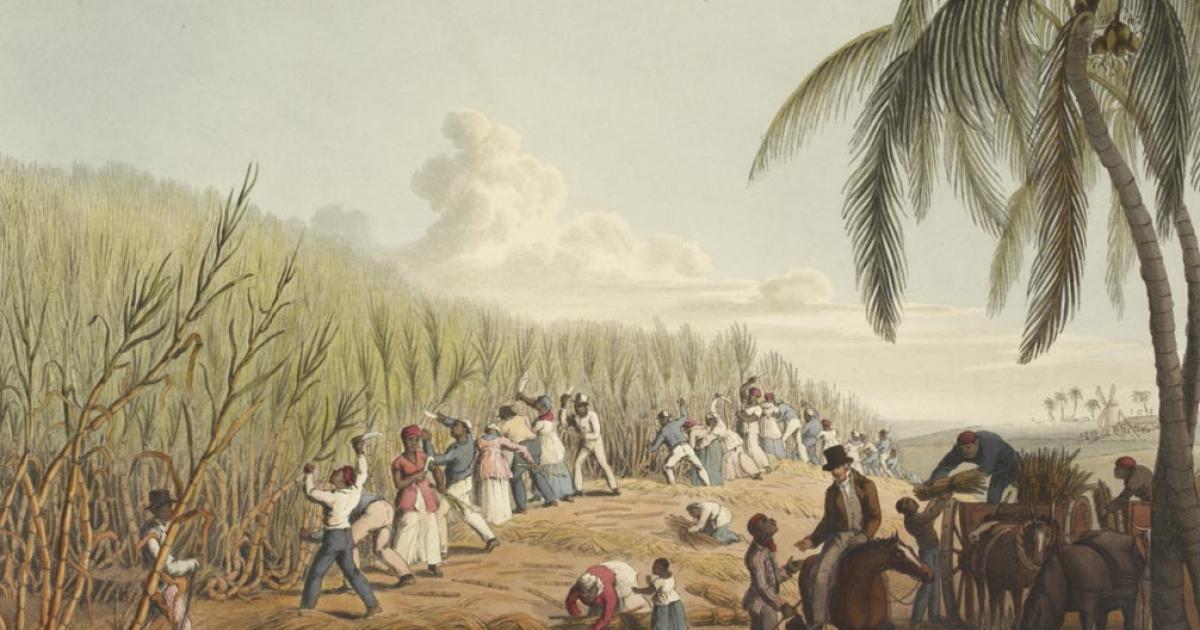 Slaves cutting sugar cane. Island of Antigua (1823). 
