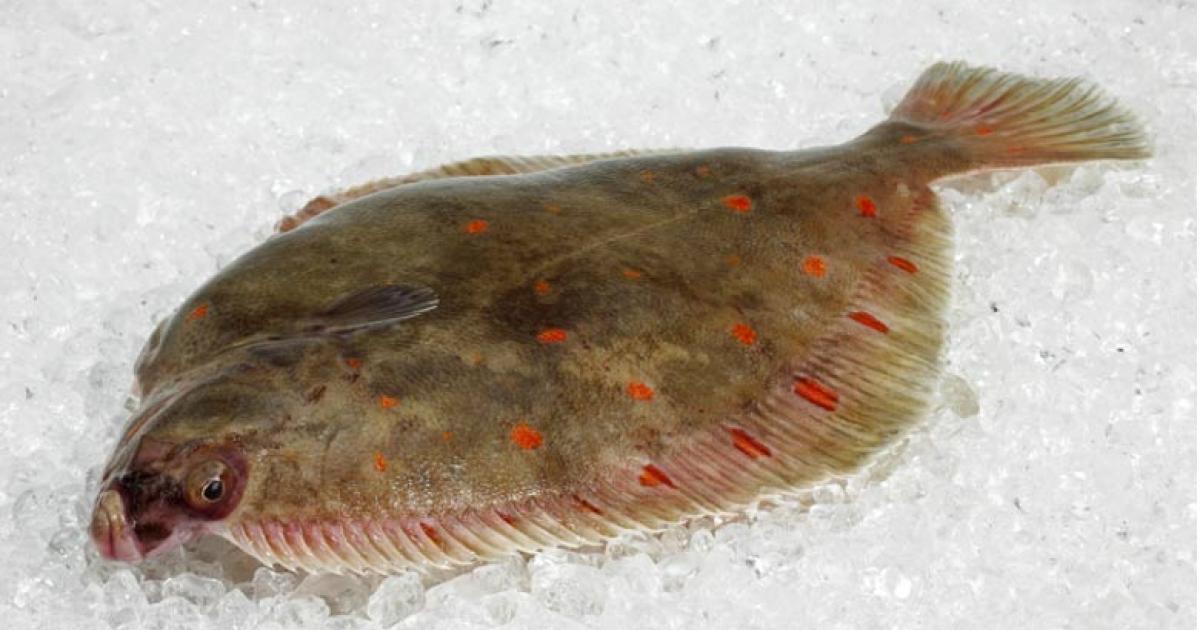 : A plaice, the most popular flatfish in medieval Europe.	Source: slowmotiongli/Adobe Stock
