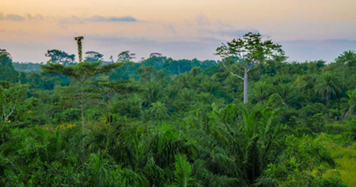 Human Evolution: Secrets of Early Ancestors Could Be Unlocked by African  Rainforests | Ancient Origins