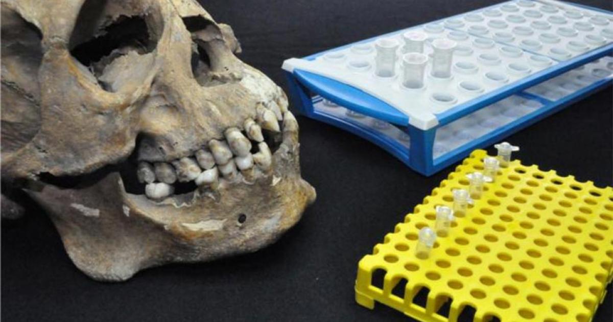 The skull of one of the individuals studied, in which the dental modifications are apparent, and the tubes used for isotope and genetic tests, both of which were carried out as part of our study.       Source: Collection of San José de los Naturales, Osteology Laboratory, (ENAH), Mexico City, Mexico. Photo: R. Barquera & N. Bernal.