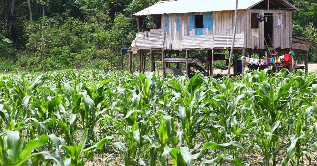 Example of a small farm on a river island in the Amazon in Brazil. 10,000 years ago people made forest islands by domesticating plants in the Amazon. Source: Silvio /Adobe Stock