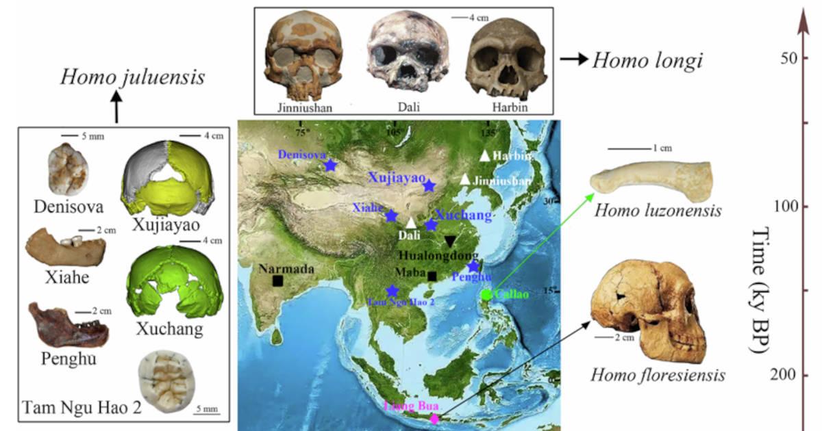 New organization of hominin fossils from eastern Asia after discovery of new species.	