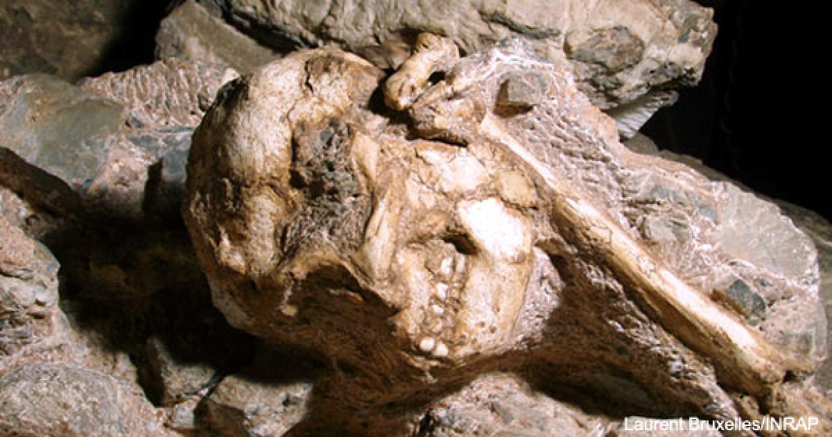 Ancient Hominid Fossil in South Africa