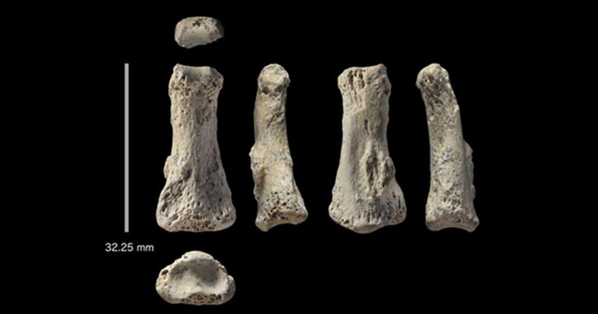 Fossil finger bone of Homo sapiens from the Al Wusta site, Saudi Arabia. 