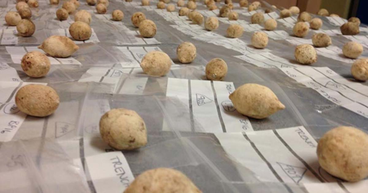 Some of the lead sling bullets from Burnswark that the ancient Romans used against the people of Scotland; some of the bullets had holes cut into them to cause a terrifying noise.