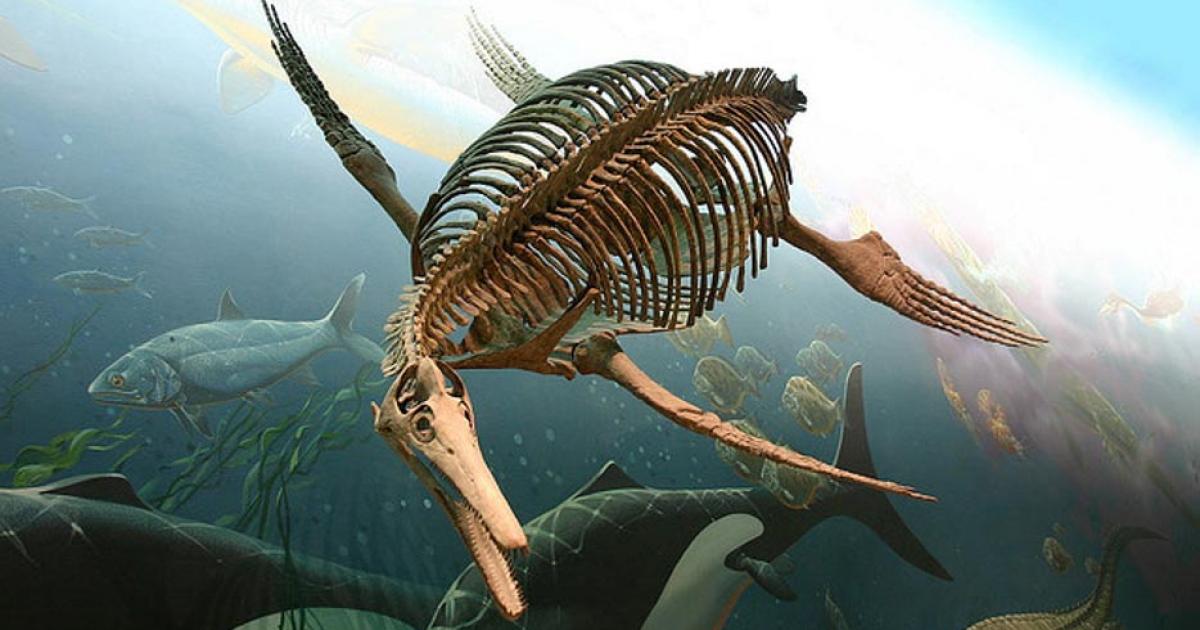 An Ichthyosaur fossilized skeleton at the Smithsonian National Museum of Natural History.