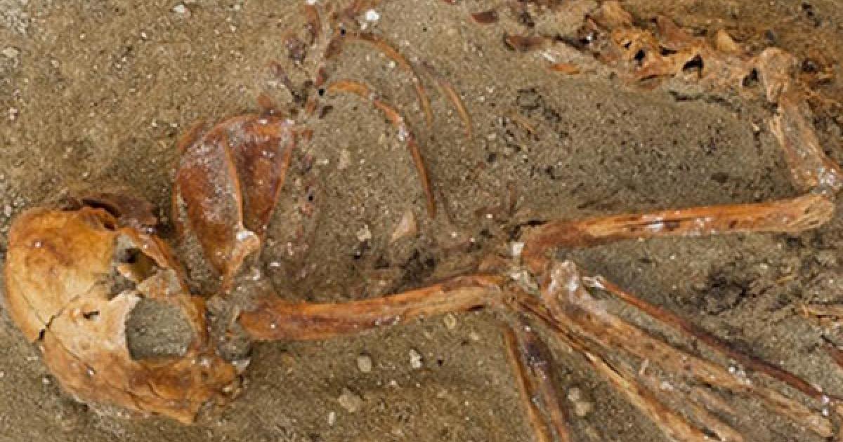 Ancient pet cemetery and ship hull uncovered at Red Sea port