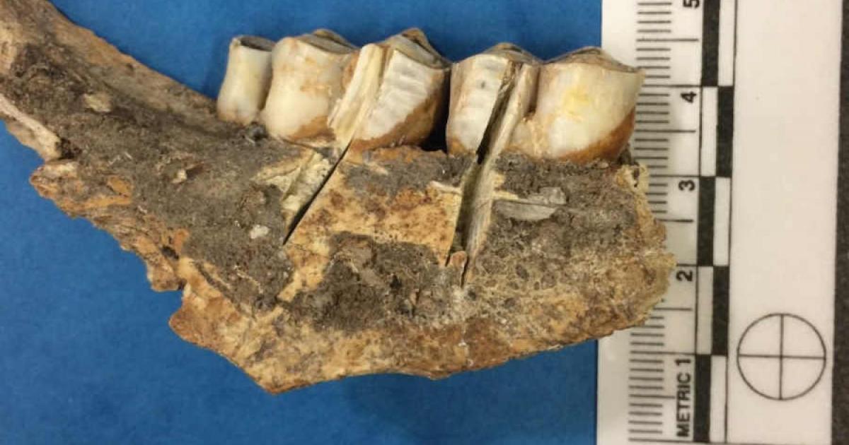 Ancient Hunters Strategically Targeted Reindeer-rich Territory