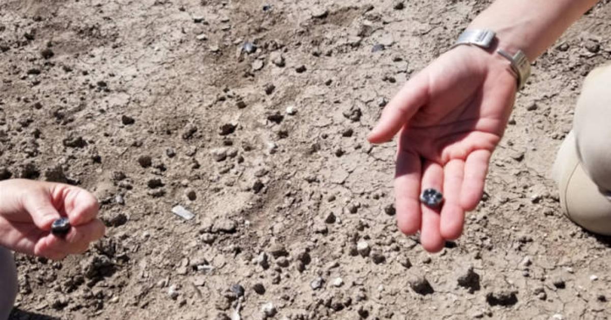 The 2.6 million year old Australopithecus teeth found in Ledi-Geraru, Ethiopia
