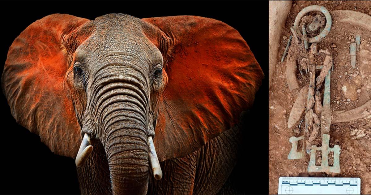 Anglo-Saxon ivory rings were sourced from African elephants. Source: kyslynskyy / Adobe Stock 