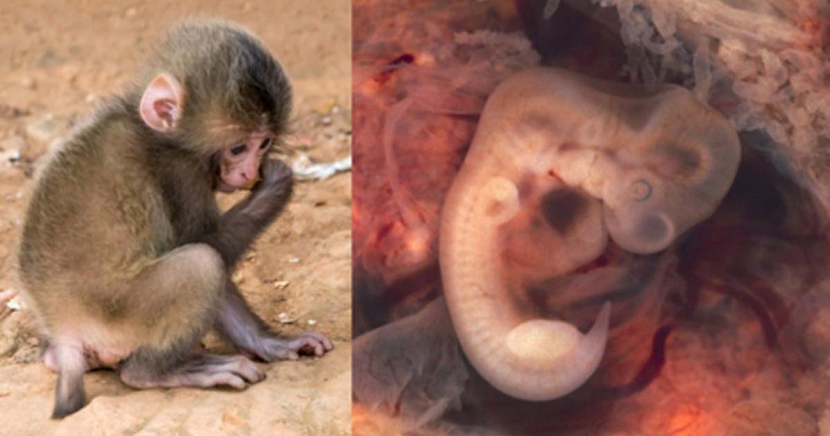 Young chimpanzee. On Right - Human Embryo. Source: Left, Public Domain; Right, CC BY-SA 2.0.