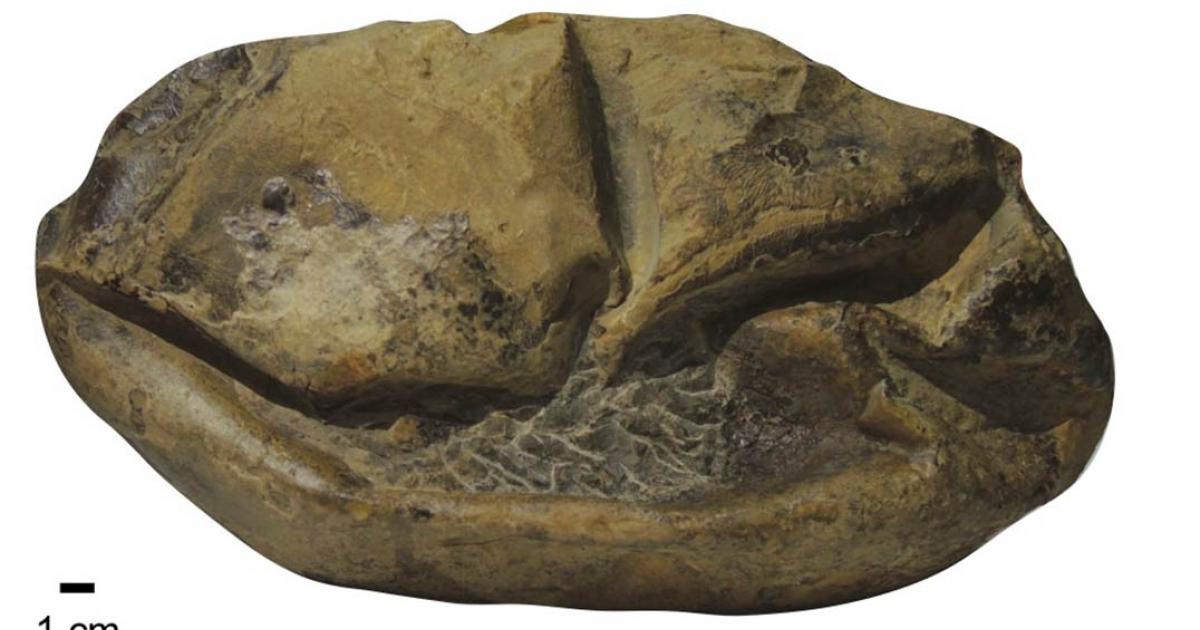 A side view of the Antarctica fossil of the giant egg. Source: Legendre et al. 2020 / University of Texas