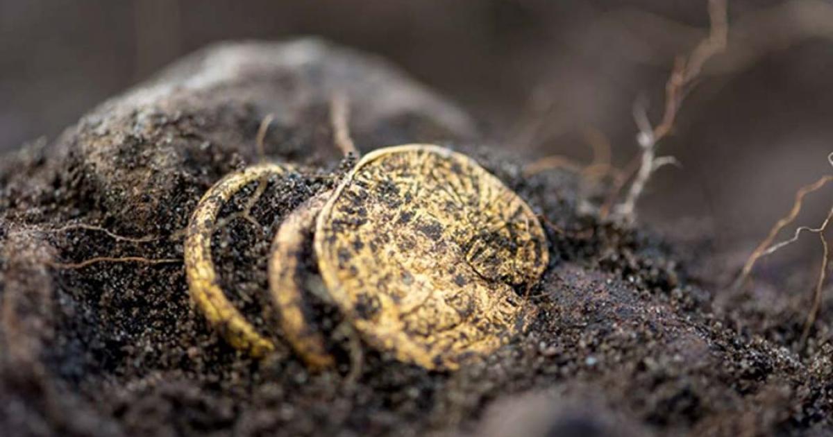 The gold coin and rings recently unearthed at Sandby Borg. 