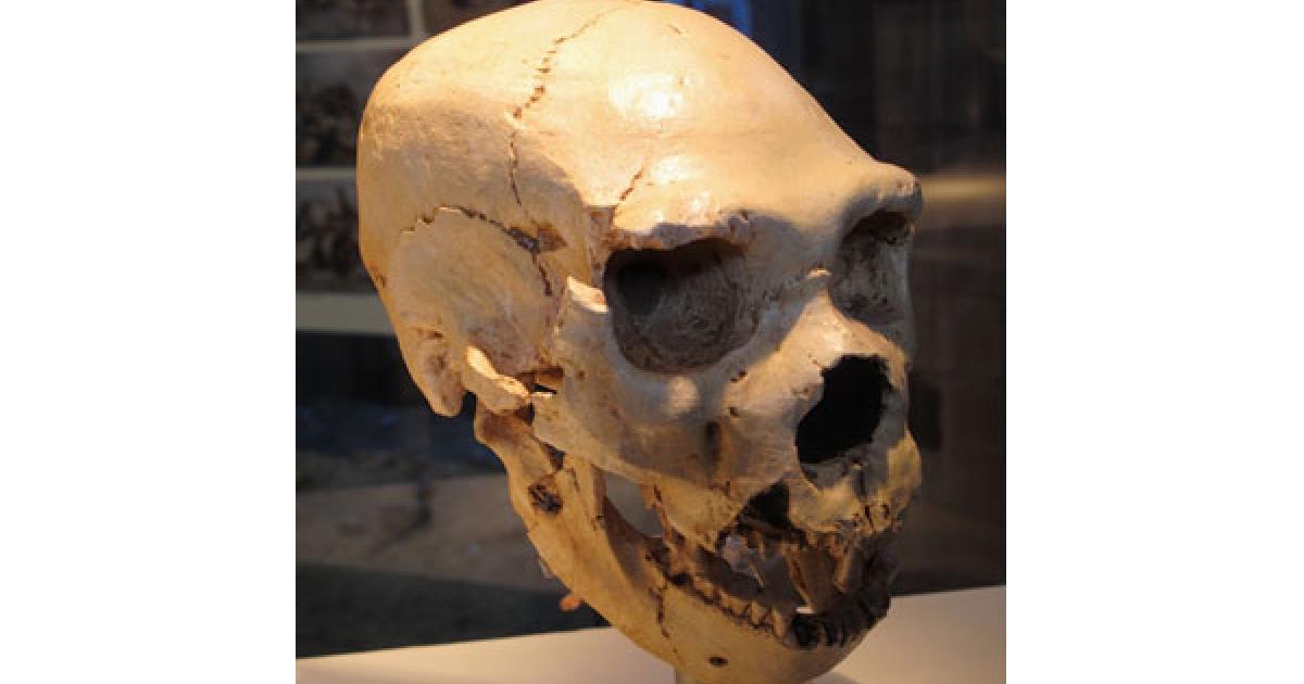 Neanderthal skull at Atapuerca - Spain
