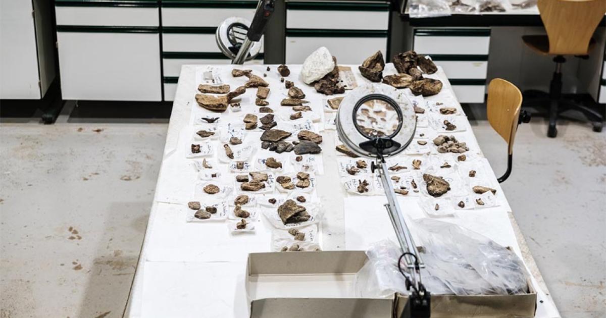 Working tables of palaeontologists in a science museum, Spain.        Source: Joaquin Corbalan / Adobe Stock