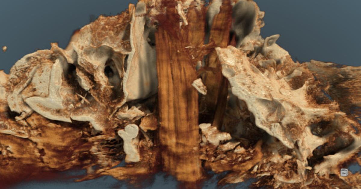 Aurochs skull with post remnants found in Germany.