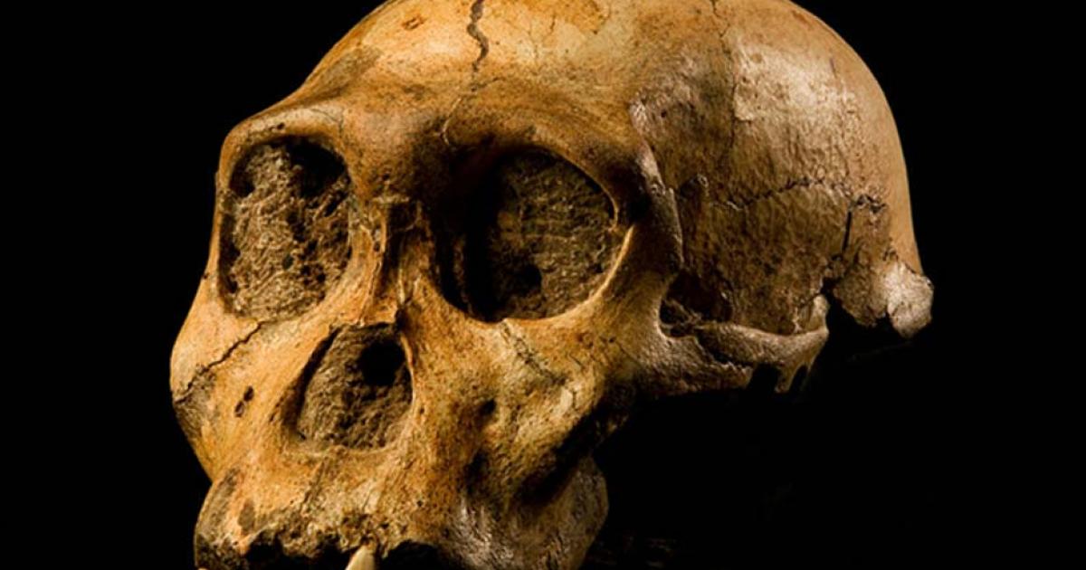 Skull of Malapa hominid 1 (MH1) from South Africa, named "Karabo". The combined fossil remains of this juvenile male is designated as the holotype for Australopithecus sediba.  Source: CC BY-SA 4.0