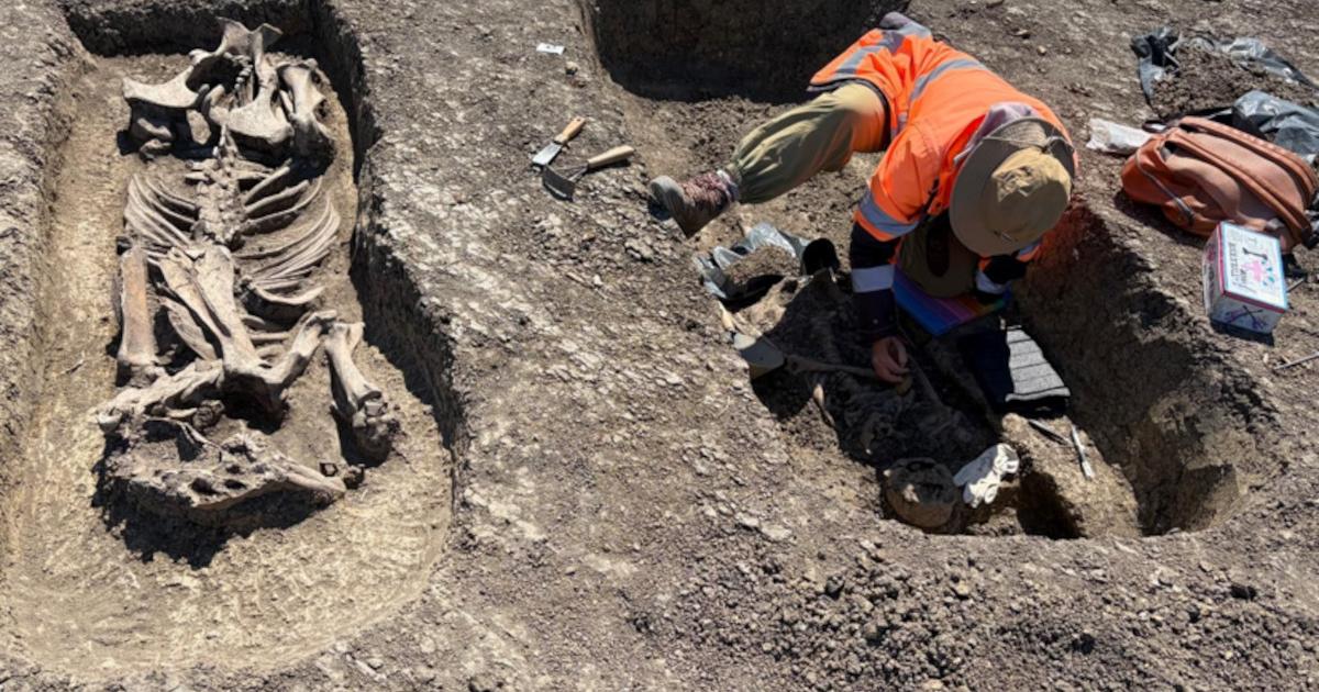 The 1,400-year-old Avar warrior and horse burial unearthed in Timișoara, Romania.  