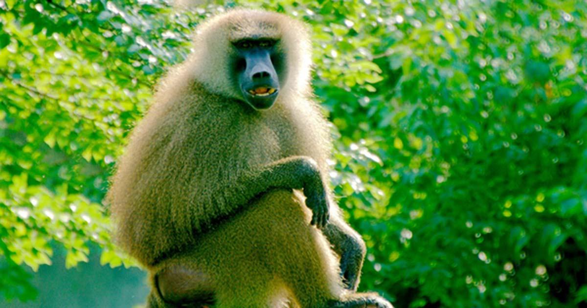 Baboon Sounds May Hold the Key to Understanding the Formation of Human Language