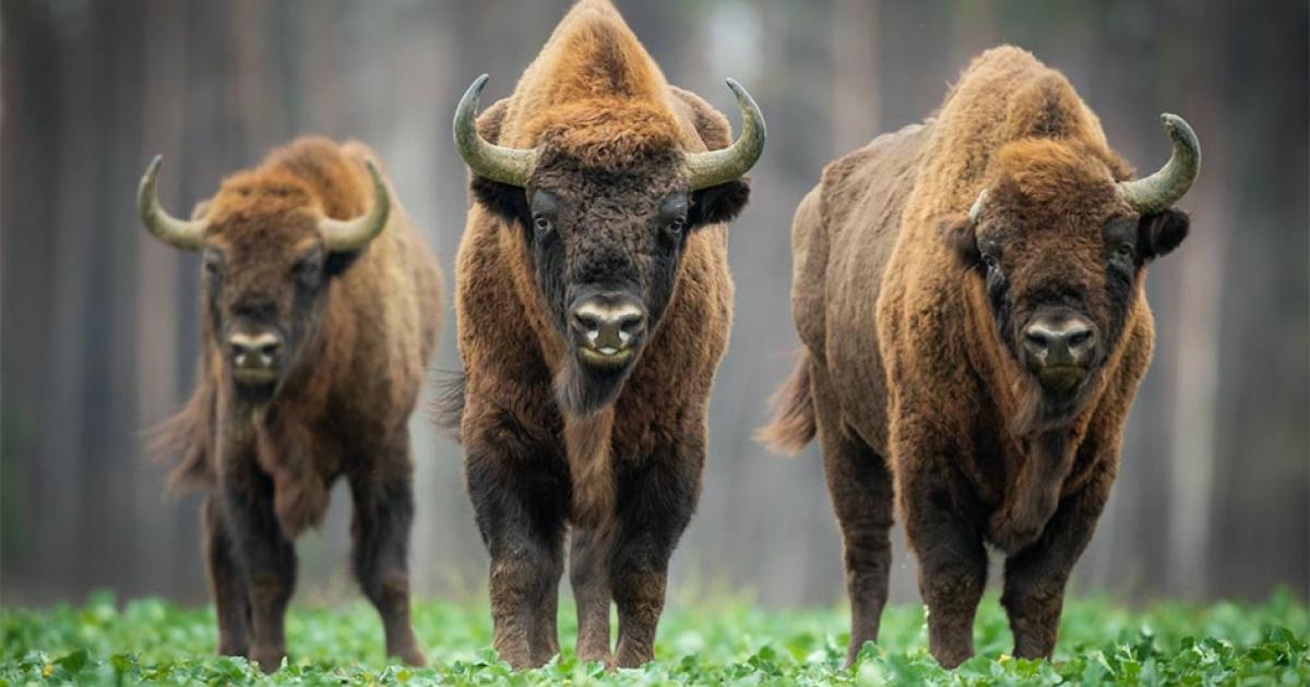 Experts have examined the long-term environmental impact of prolonged warfare and regime change during the Baltic Crusades, revealing clues to a model for rewilding. Pictured: the iconic European bison who were brought back from the brink of extinction through rewilding in Poland.          Source: szczepank / Adobe stock