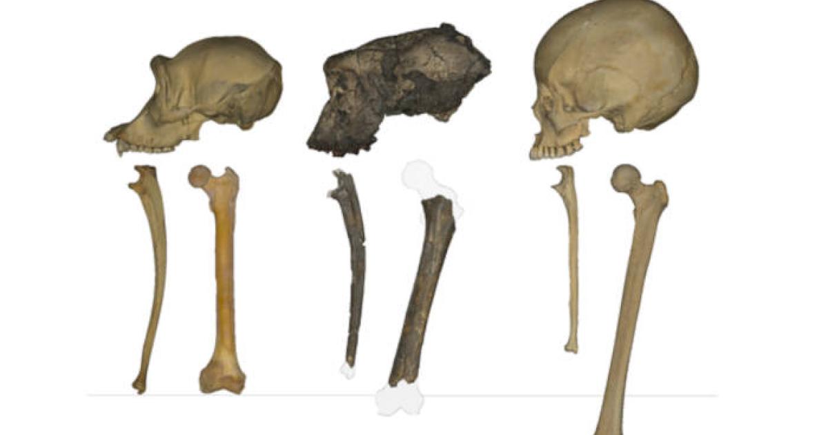 Crania, ulnae, and femora of (left to right): a chimpanzee, Sahelanthropus, and Australopithecus. 