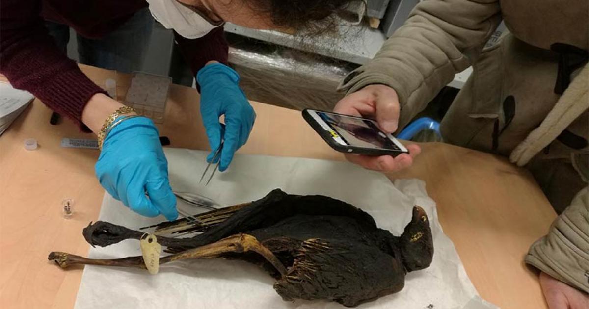 Ancient Egyptians Went Wild for Bird Mummy Offerings