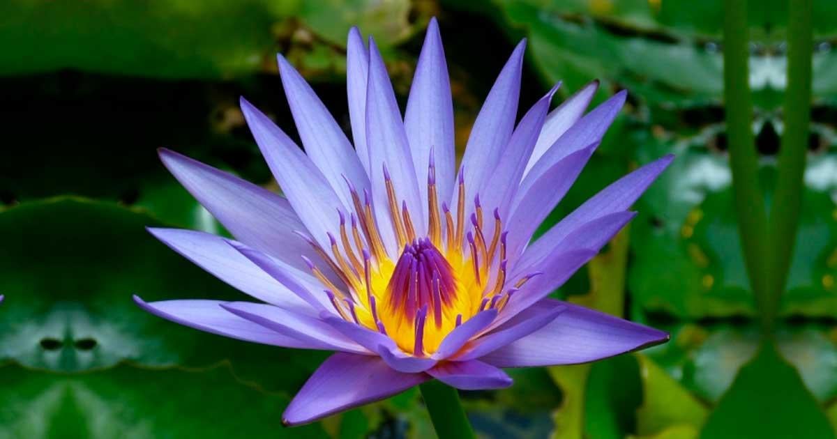 Blue-Lotus.jpg