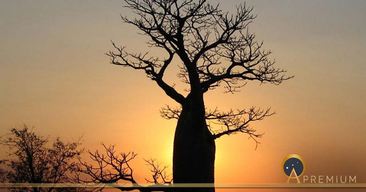 Boab tree sunset near Derby, Western Australia (Summerdrought / CC BY-SA 4.0)