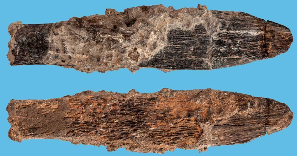 Bone knife from Morocco oldest attributed to Aterians. Source: © Trustees of the Natural History Museum, London (2018), S. Bello and  Mohammed Kamal (Fotokam, Morocco)