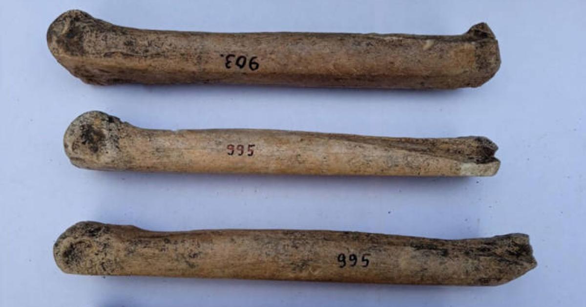 Three of the bone skates found in Russia.