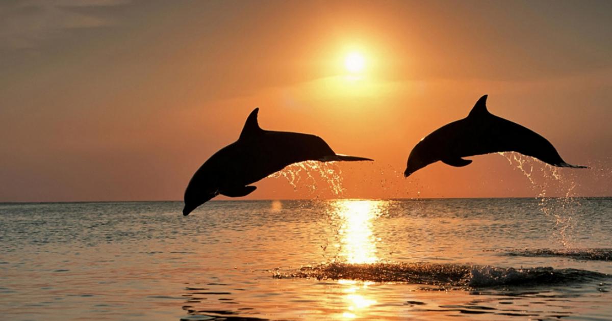 Bottlenose Dolphin, dolphins jumping at sunset. 
