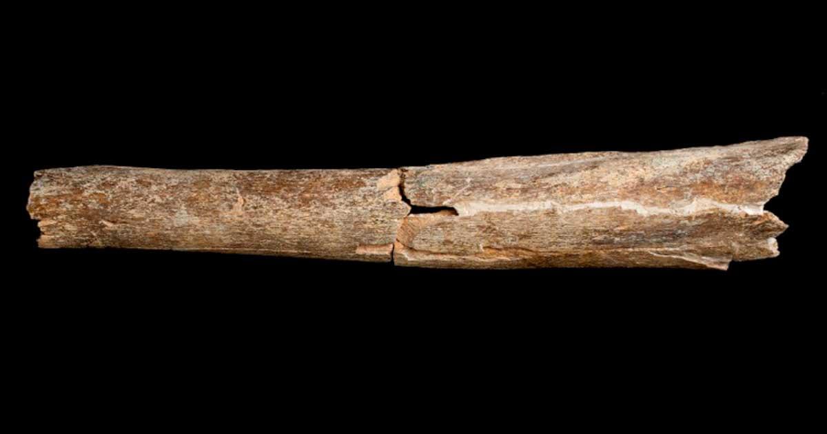 Part of the tibia of an early human believed to be Homo heidelbergensis discovered at the Boxgrove archaeological site in West Sussex. Source: © The Trustees of the Natural History Museum, London