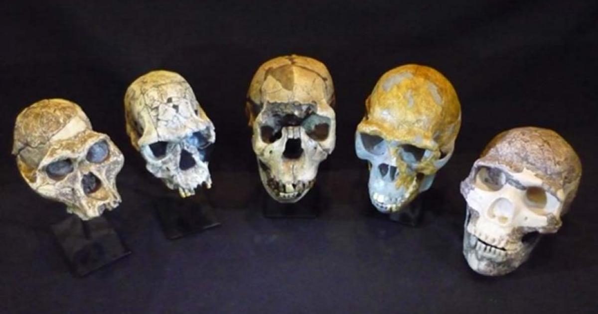 Smarter Brains Are Blood-Thirsty Brains