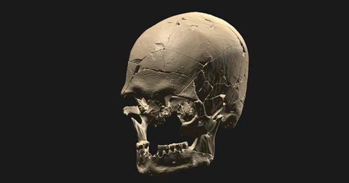 Skull of ‘Luzio’. The investigation that covered four different parts of Brazil carried out analysis of genomic data from 34 fossils, including larger skeletons and the famous mounds of shells and fishbones built on the coast. Source: André Strauss/Nature