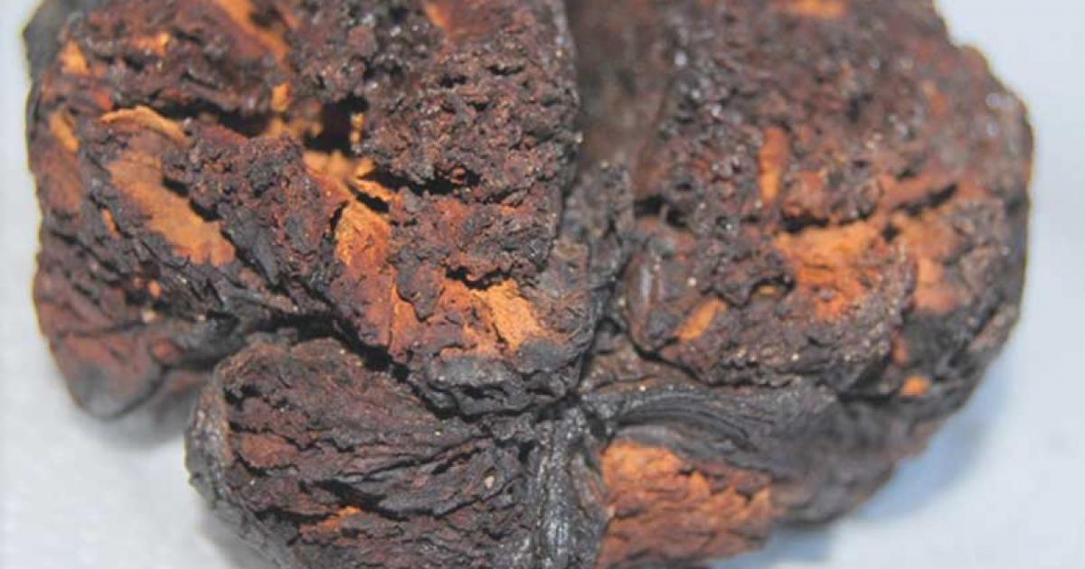 The 4000-year-old brain tissue found in Seyitömer Höyük, Turkey. 