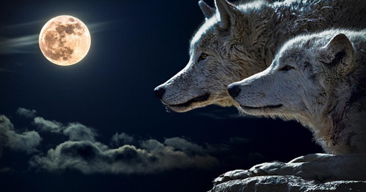 A pair of dogs/wolves and the moon