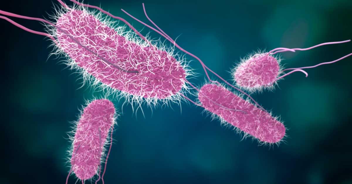 Typhoid fever salmonella bacteria like this, according to the latest study, were a primary killer along with the plague that could well be the missing reason for the sudden Bronze Age collapse of Near East and Mediterranean societies. Source: sveta / Adobe Stock